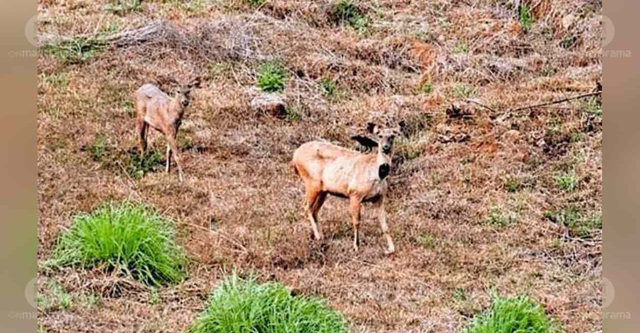 Kannur's Aralam farm overrun by sambar deer; concerns rise over threat ...