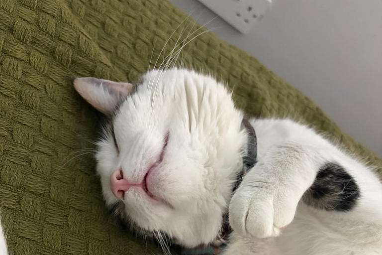 Missing cat reunited with owner after hitching 15-mile ride under car