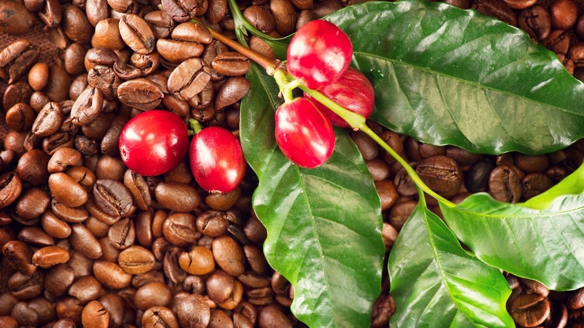 What is the scientific name of coffee?