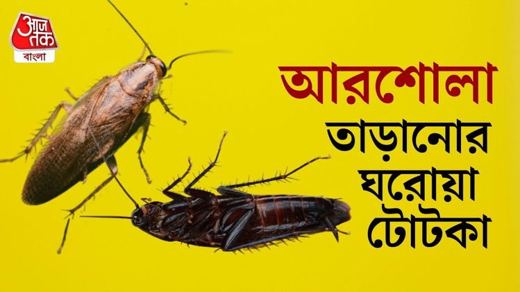 Cockroach removal home remedies: আরশোলার উৎপাতে জেরবার? জানুন কীভাবে ...
