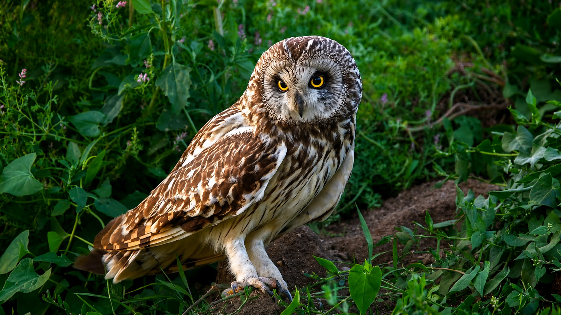 Hidden camera captures alert owl scanning the forest floor