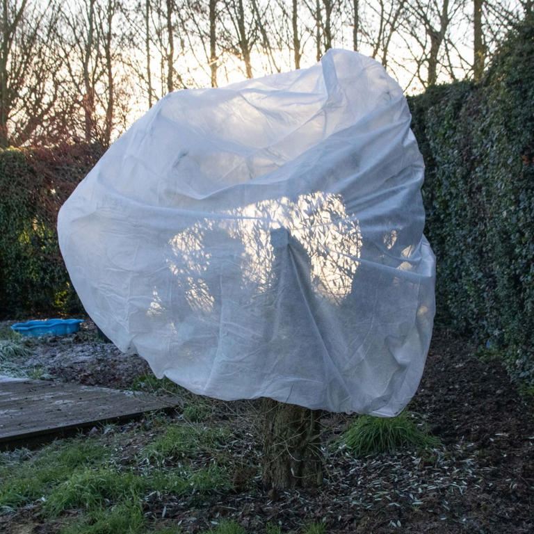 Want more height in your garden? These 10 potted trees will make a big ...