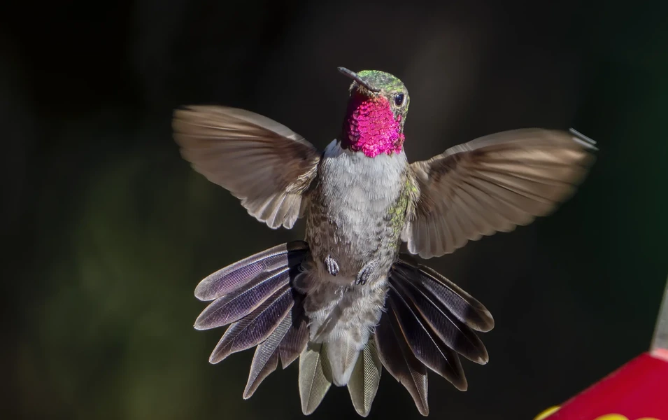 How to befriend backyard birds without scaring them