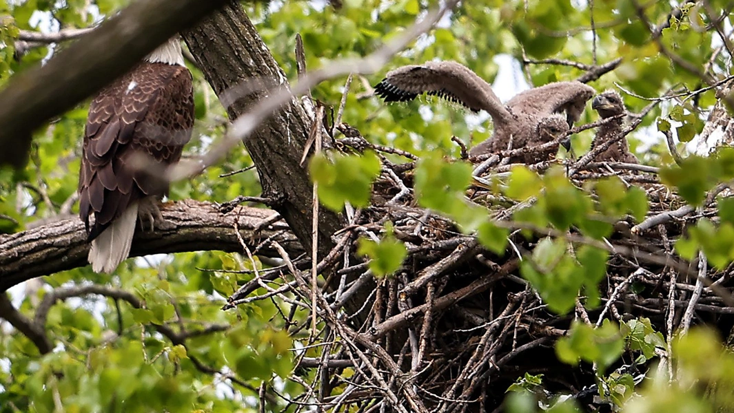 How to befriend backyard birds without scaring them
