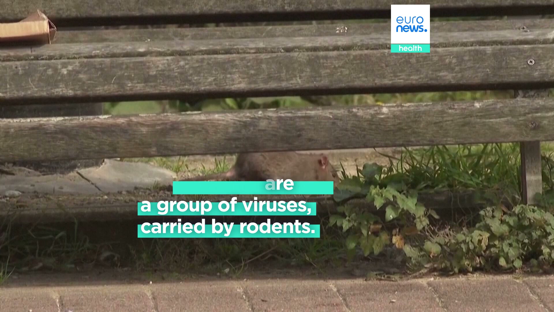 Is there a hantavirus vaccine? Scientists race to develop one for new ...