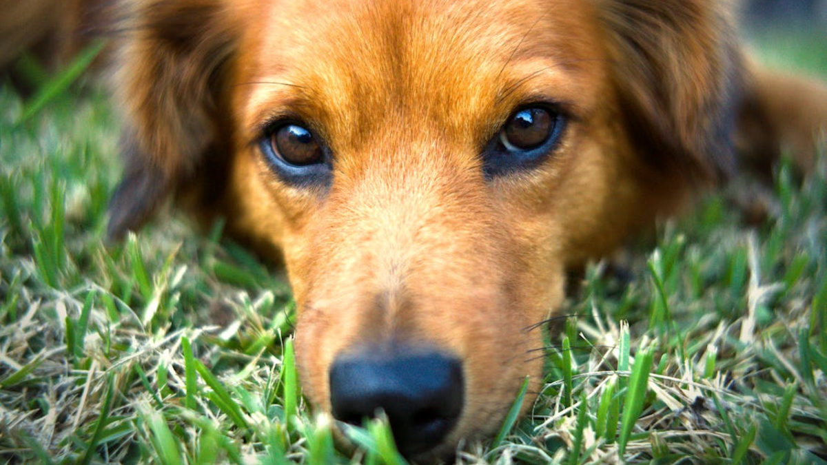 Speak woof: 10 things your dog is low-key begging you to do more often