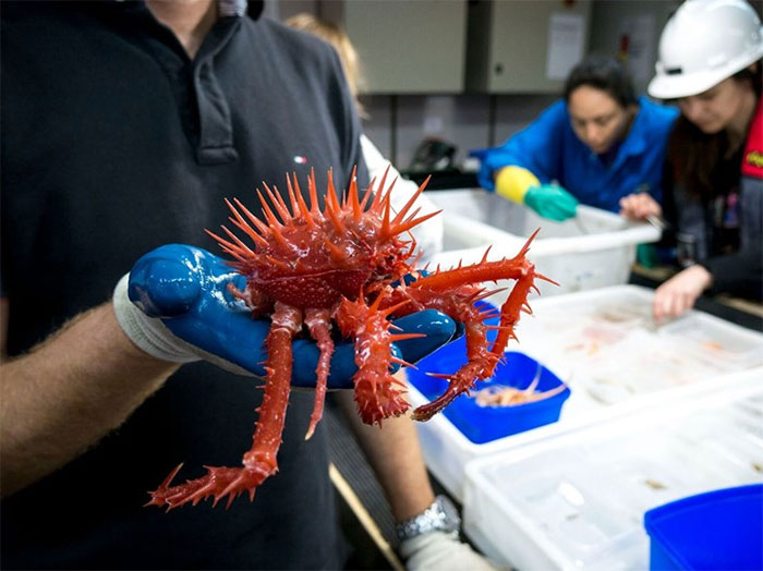 Scientists share terrifying creatures found 16,000 feet deep in the ocean