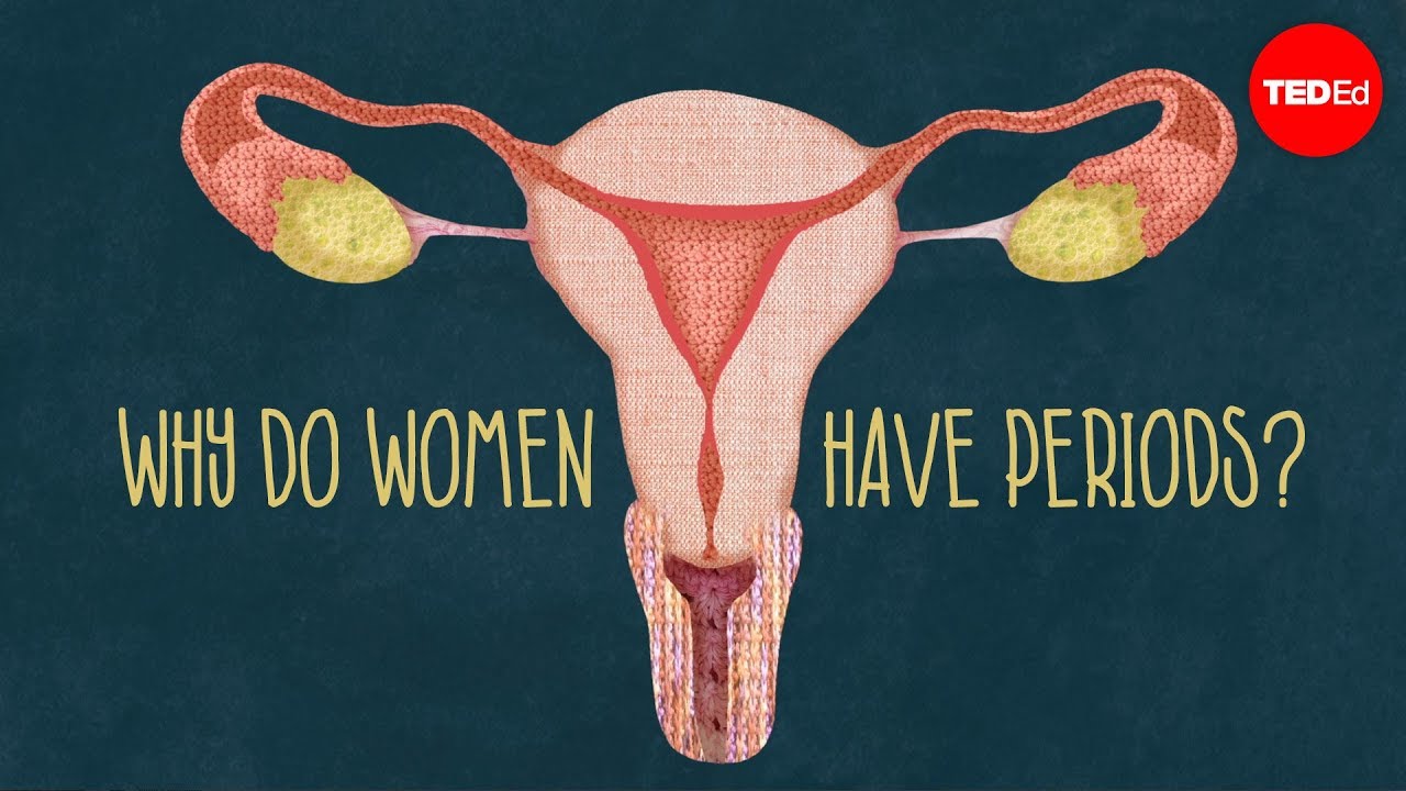 This is why humans have periods - and most animals don’t