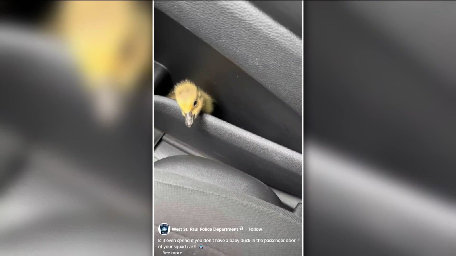 Baby duck rescued in West St. Paul