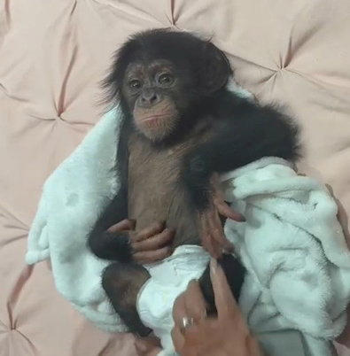 Zoo keepers slept beside abandoned baby chimp to save its life