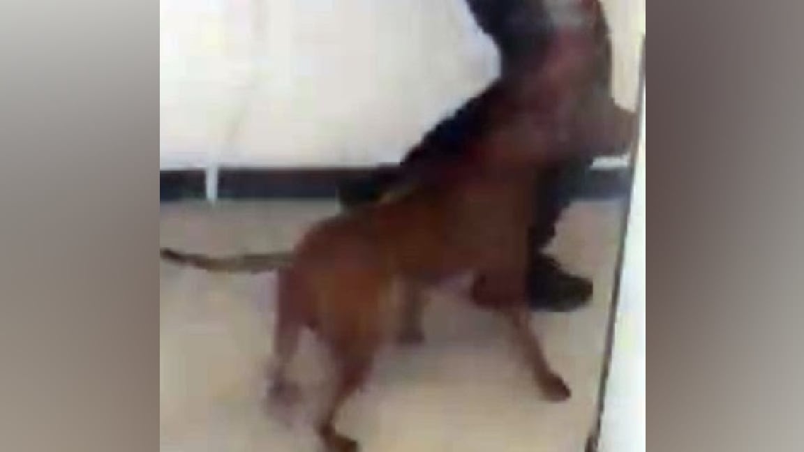 Man charged after off-leash dog kills small dog, injures owner, police say