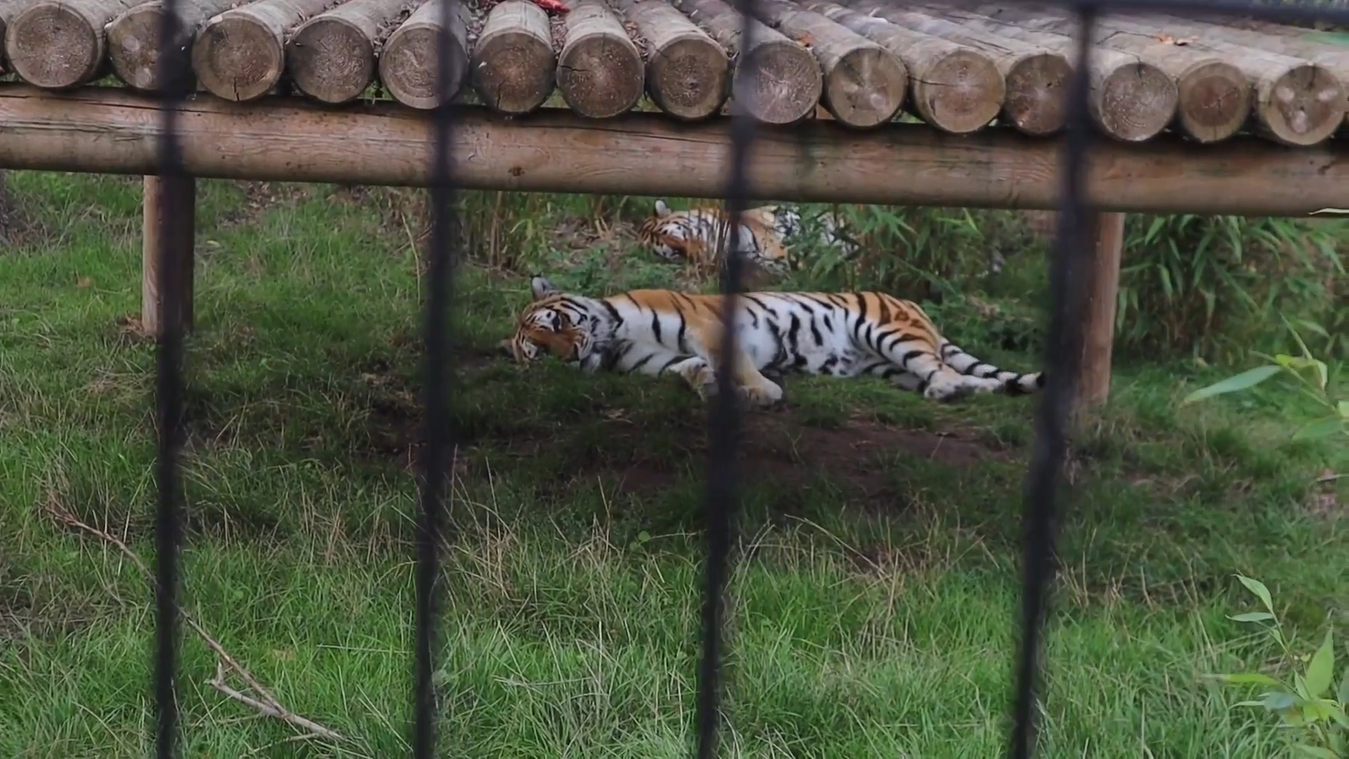 Dangerous - this video shows a tiger pool being drained and cleaned