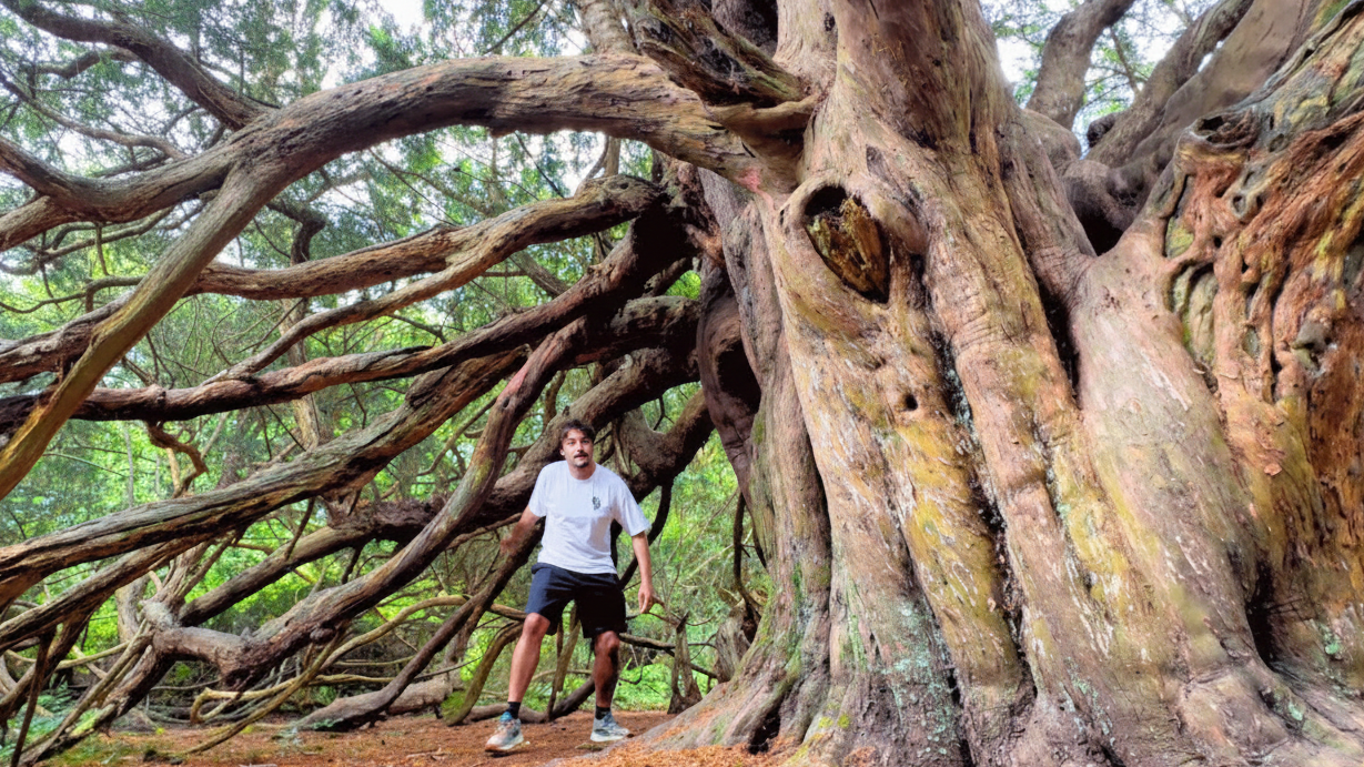 Europe's last ancient yew forest predates civilization