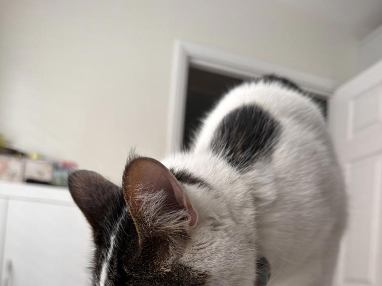 Missing cat reunited with owner after hitching 15-mile ride under car