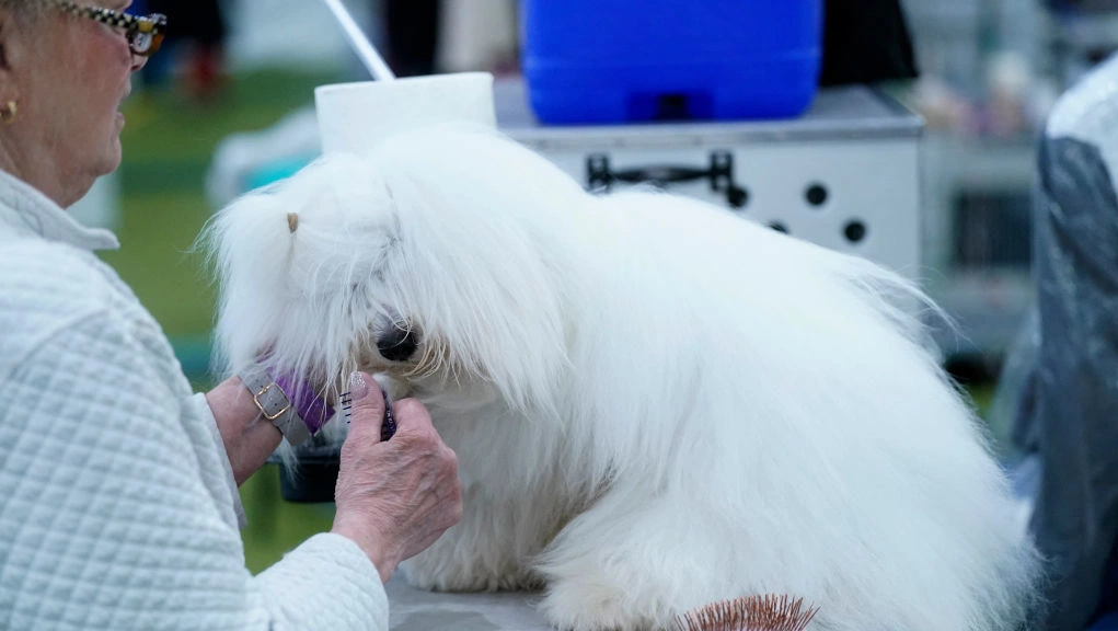 Finding your perfect white dog match