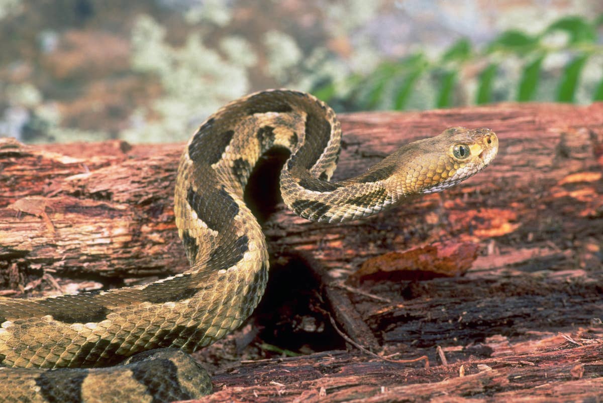 9 rattlesnake-infested areas in Massachusetts to know before hiking