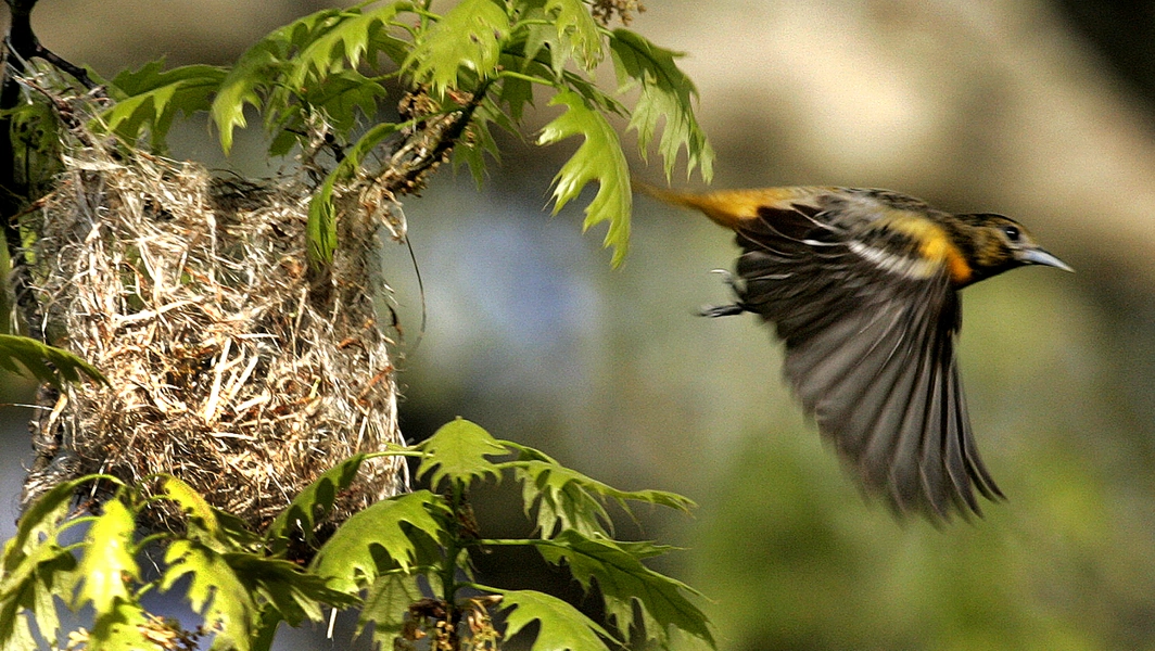 How to befriend backyard birds without scaring them
