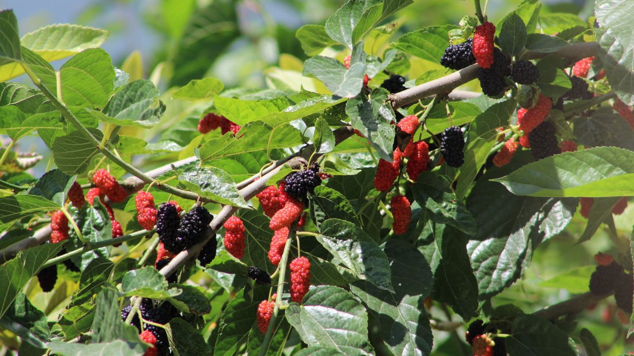 What to do with a mulberry tree in May – these tasks ensure strong ...