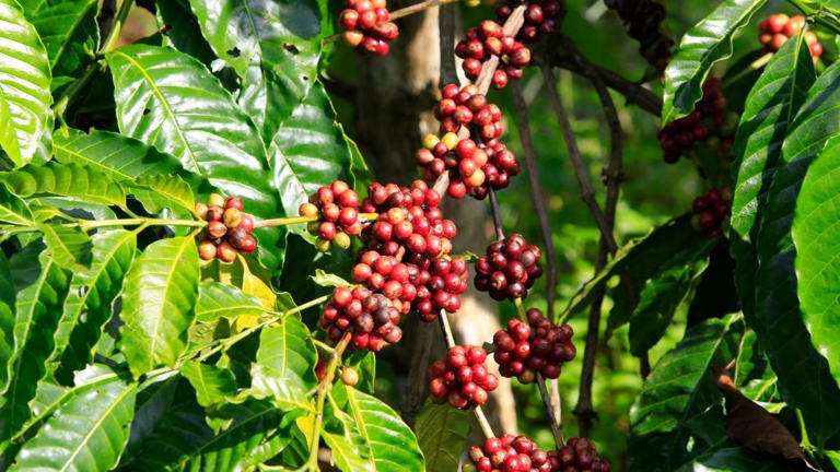 olivenbaum hornspäne Olivenbaum / Olea europaea online kaufen main image 0