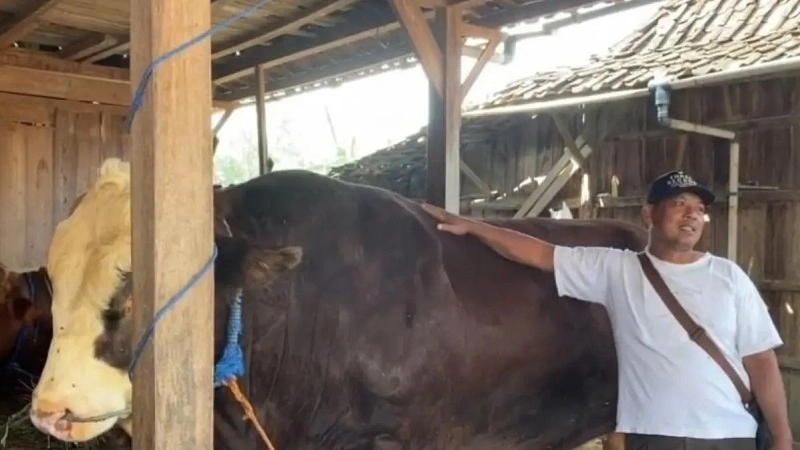 Sapi Simental berbobot 1,1 ton terpilih menjadi hewan kurban Presiden ...