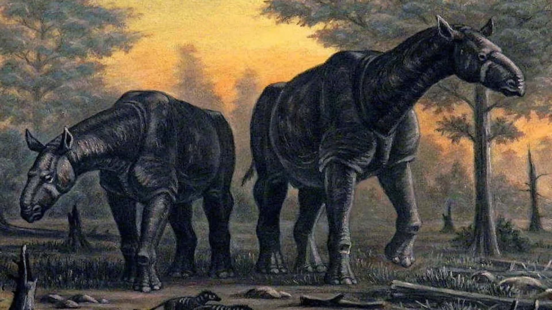 This extinct rhino was taller than a giraffe - and heavier than an elephant
