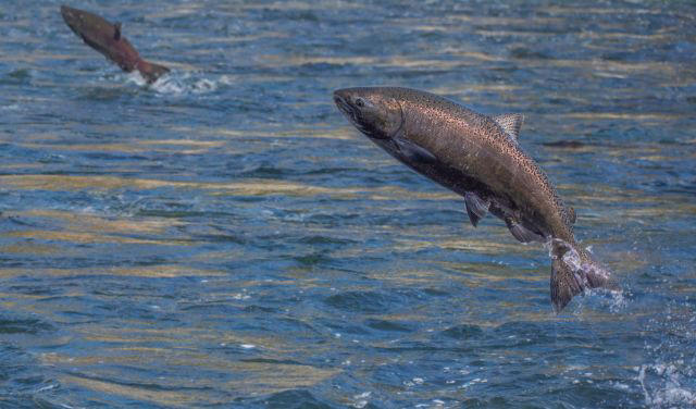 Disease surge, other challenges decimate Yukon River Chinook salmon as ...