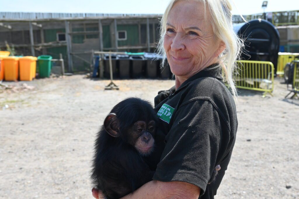 Zoo keepers slept beside abandoned baby chimp to save its life