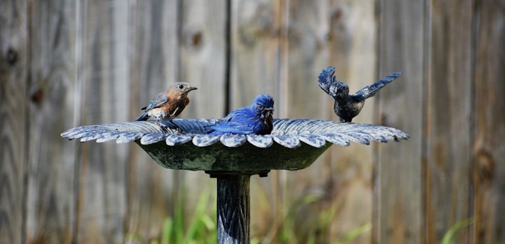 birds-will-flock-to-your-birdbath-when-you-plant-these-two-flowers