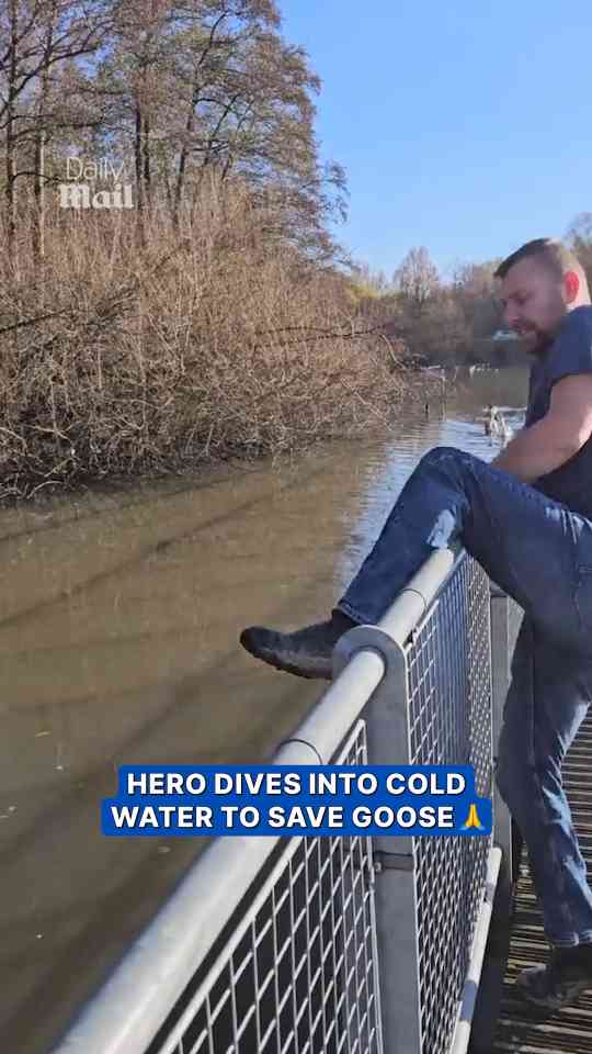 Man dives into freezing river to rescue struggling goose