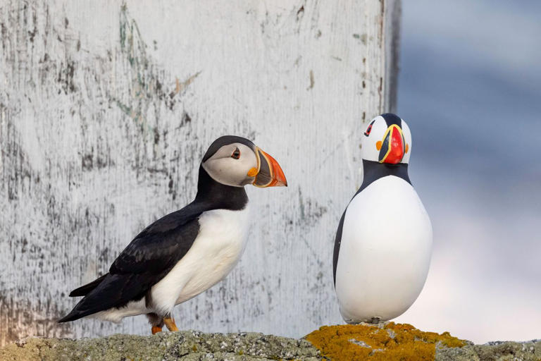How 'Seabird Sue' blends art and science to attract birds back to lost ...