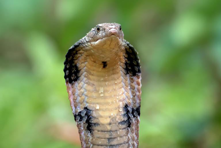 « Ne vous en approchez surtout pas » : un cobra royal s’invite dans la ...