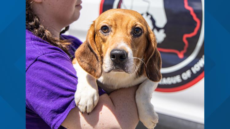 Animal Rescue League of Iowa takes in 40 beagles rescued from Wisconsin ...