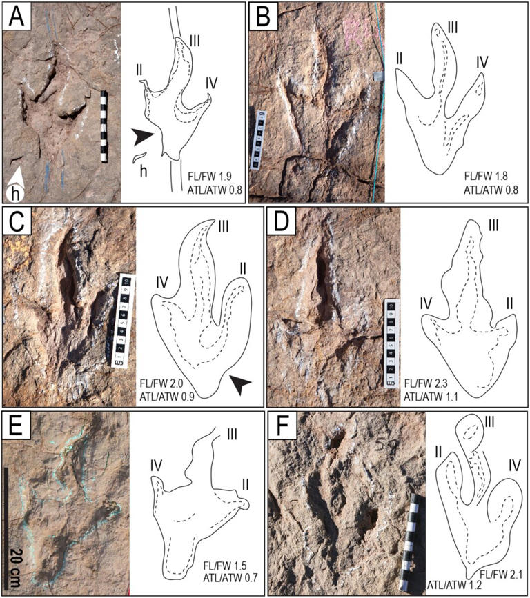 Scientists found a massive dinosaur footprint site around an ancient ...