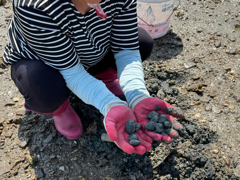 Short-neck clams vanish as West Sea warms, 52% decline by 2050