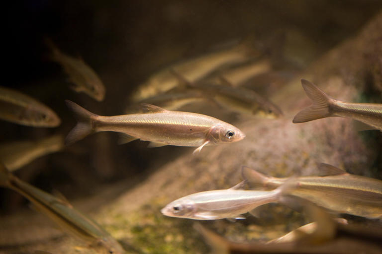 Tropical fish for small tanks 2026: Here are 11 colourful pet fish ...