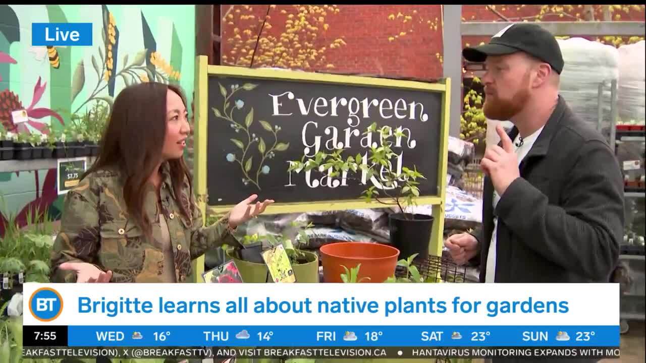 Upgrade your garden with these beautiful native flowers