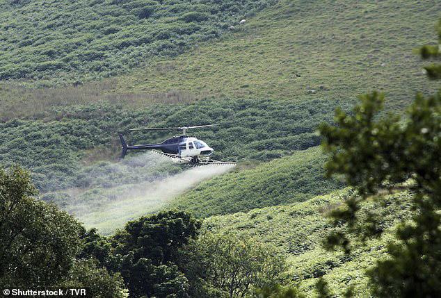 A helicopter carries our chemical spraying over a wooded area. The White House recently increased this practice throughout national forests to make space for timber trees