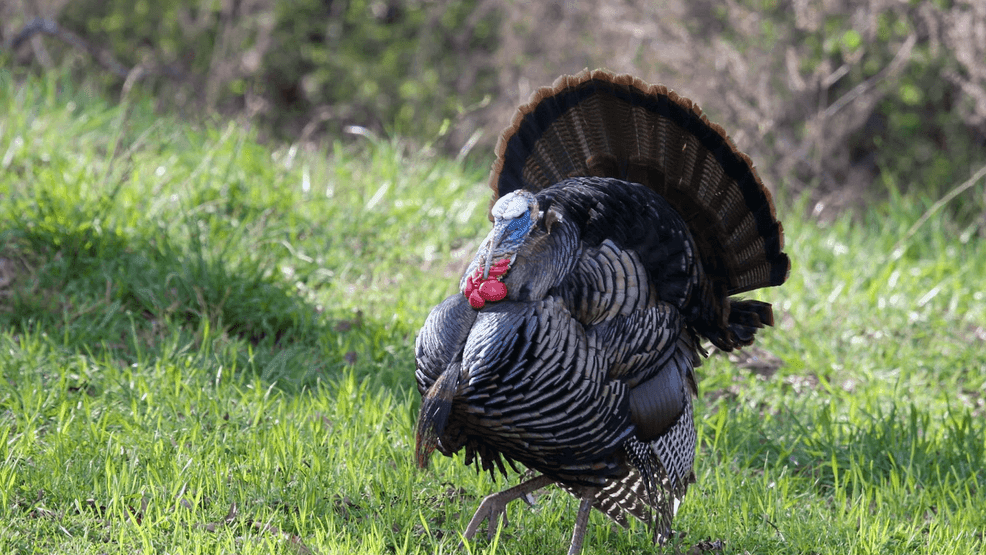 Arkansas hunters post highest turkey harvest in 20 years