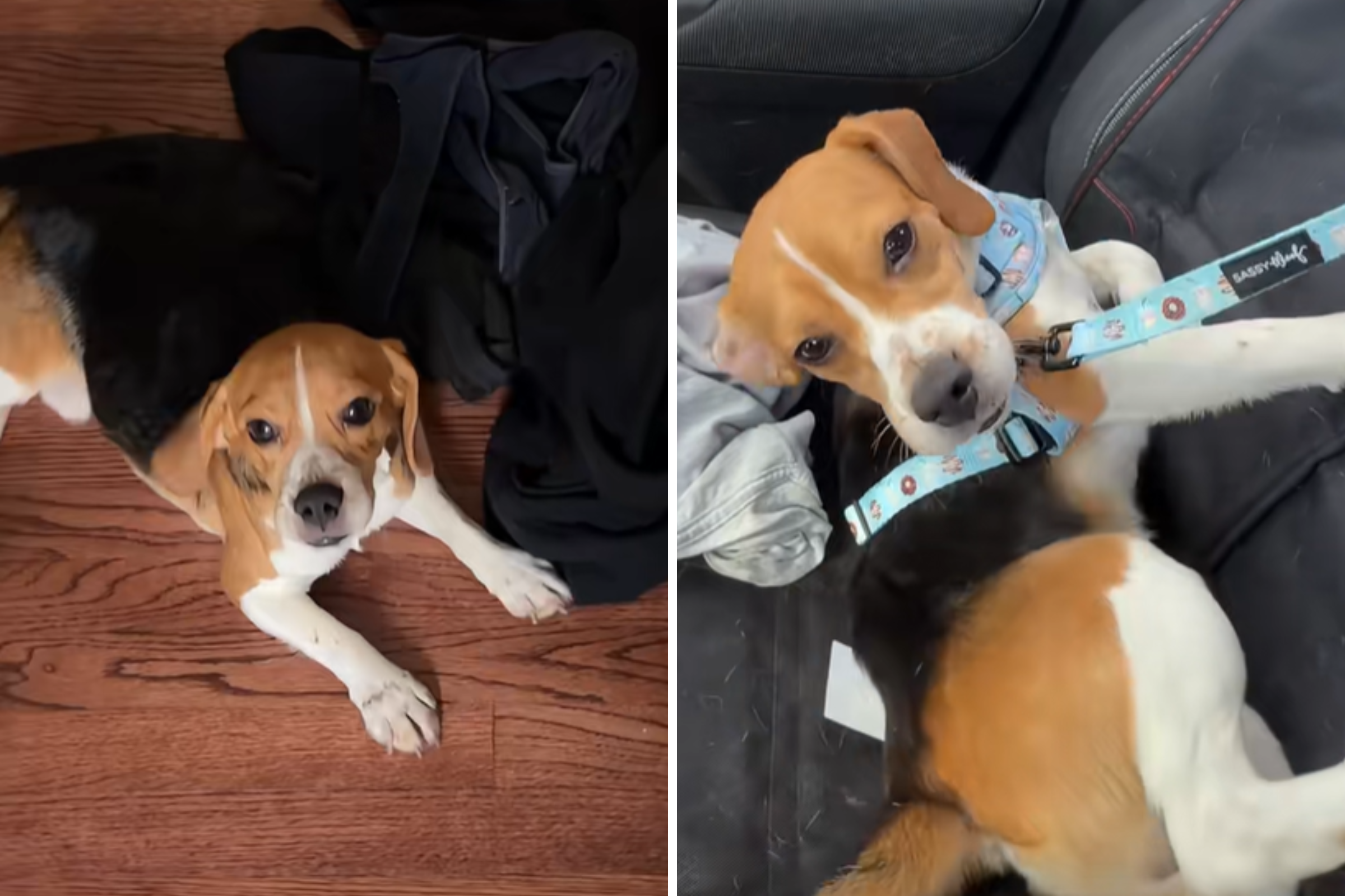 Beagle saved from laboratory shows his personality for the ...