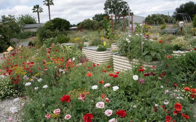 Gardener shares stunning photos after 4 years of 'chaos gardening'