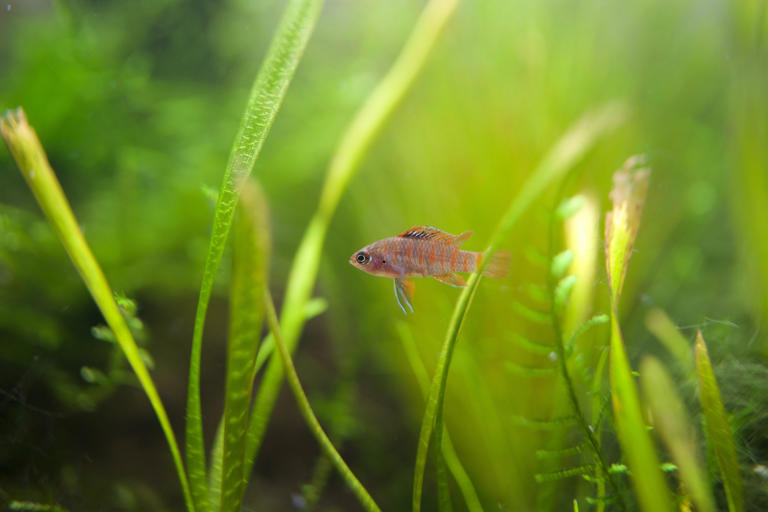 Tropical fish for small tanks 2026: Here are 11 colourful pet fish ...