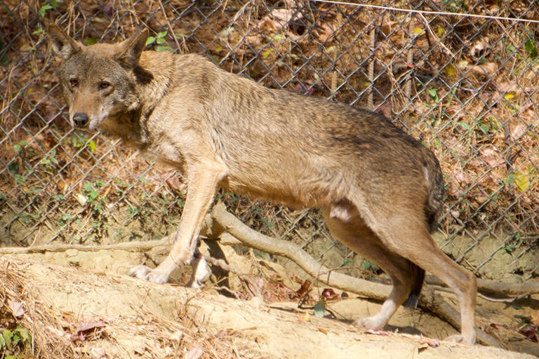 Five critically endangered red wolf pups born at the North Carolina ...
