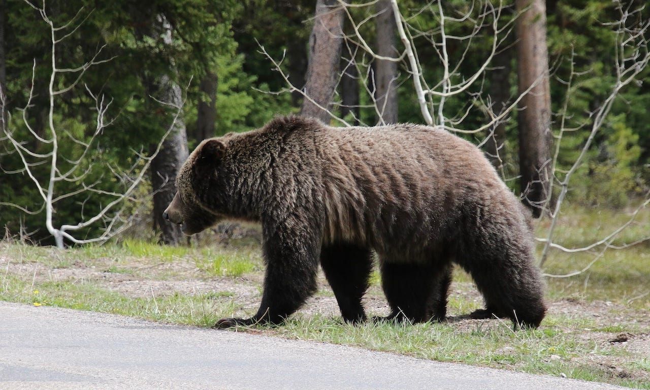 A beautiful Grand Teton grizzly bear, but can you spot her cub?