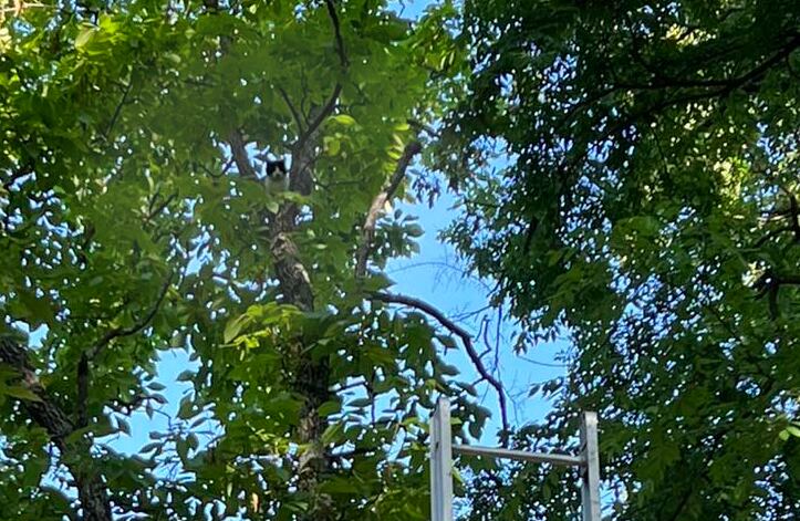Rescue group seeks help for cat stuck in New Britain tree for six days