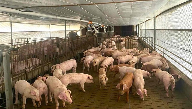 Đà Nẵng chủ động ứng phó nguy cơ virus lở mồm long móng SAT1 xâm nhập