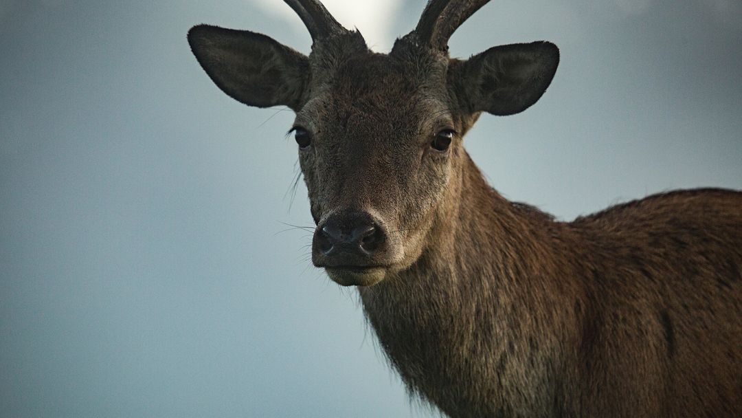 Zombie deer pose a potential risk of infection to humans