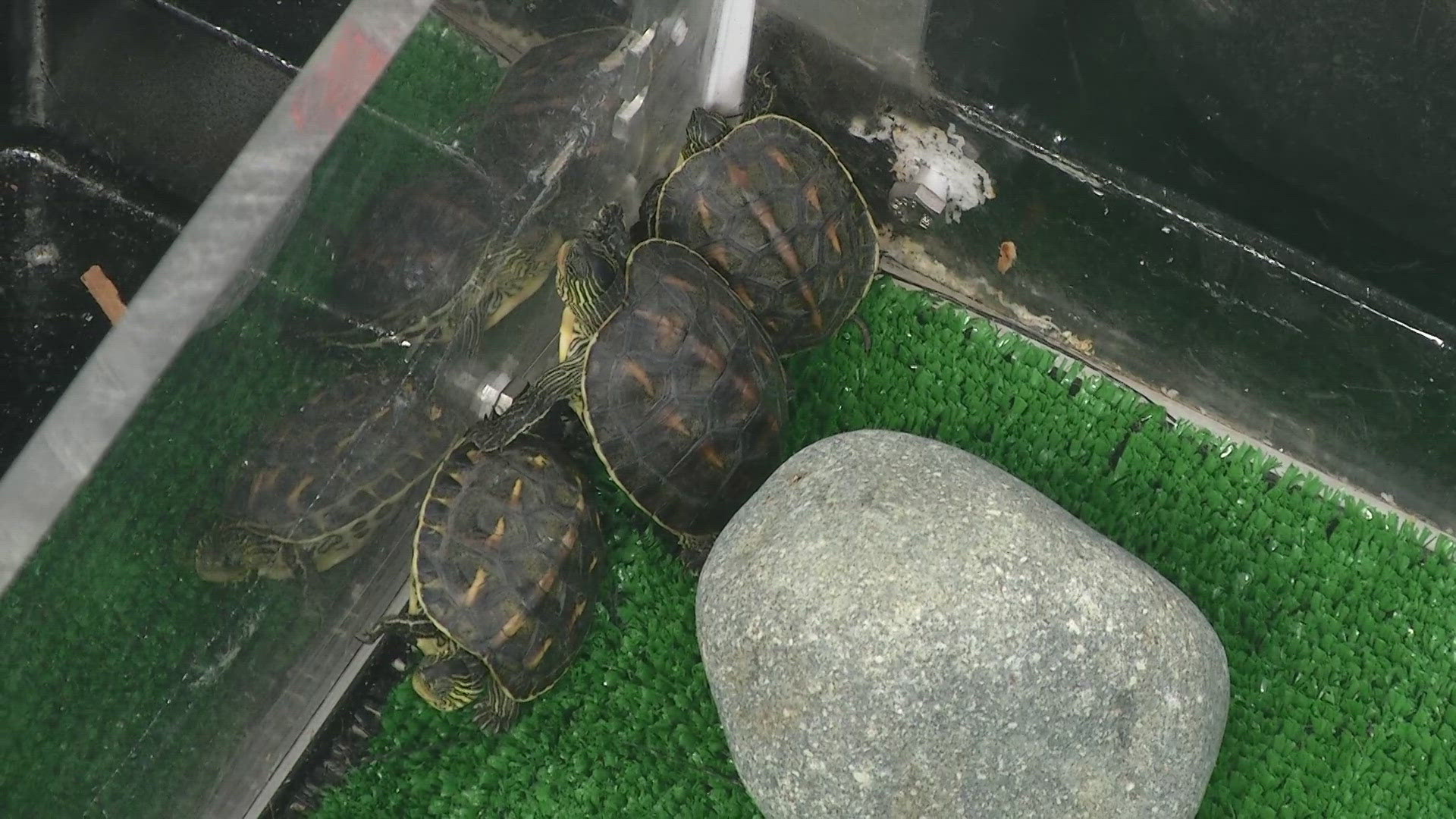 Critically endangered turtles born at Denver's Downtown Aquarium