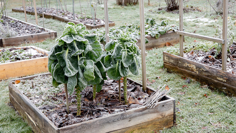 How to protect your vegetable garden from an overnight freeze