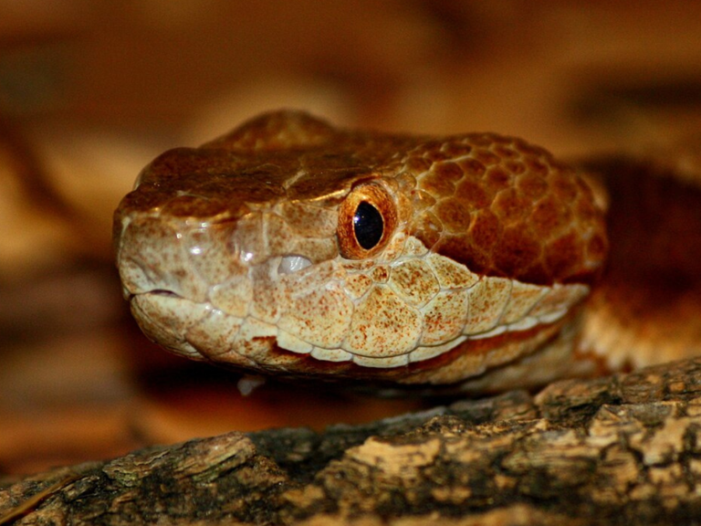 Photo inspiration: Fresh Look at The Copperhead Snake Is Almost Never Lethal But That Doesn