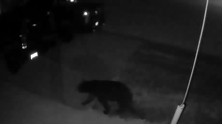 Black bear sighted roaming Flat Rock-Rockwood, Carleton areas